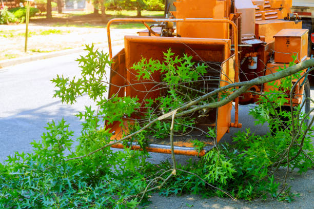 The Steps Involved in Our Tree Care Process in Snyderville, UT